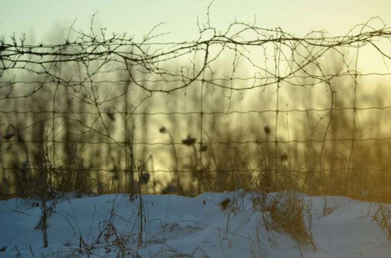 Winter-Field_-Sunflowers9