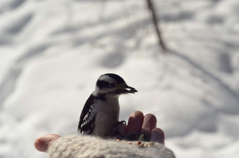 DownyWoodpecker4(female)
