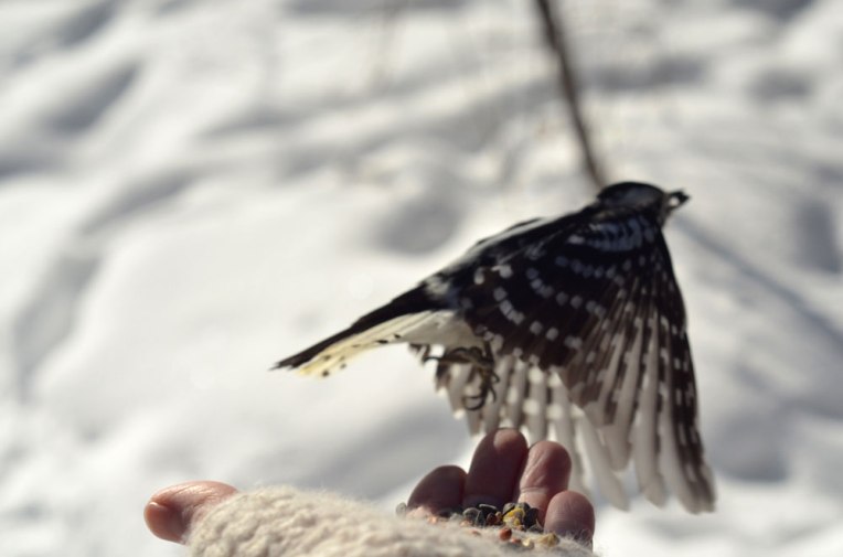 DownyWoodpecker5(female)