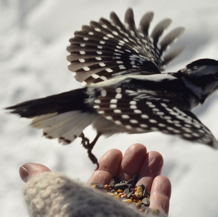 DownyWoodpecker6(female)