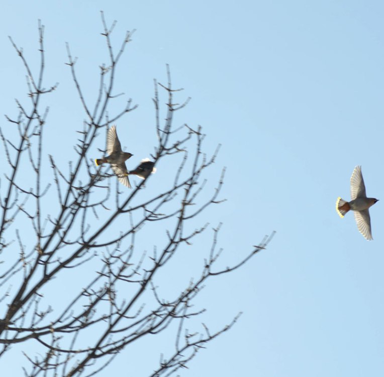 Waxwings1