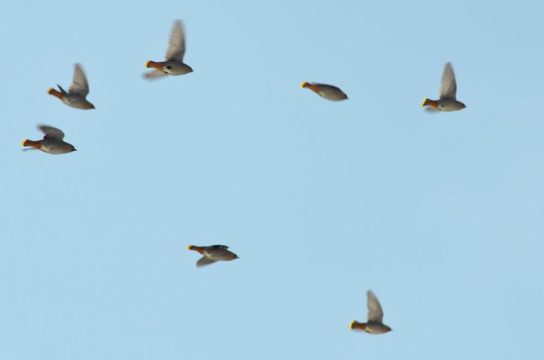 Waxwings3