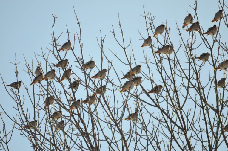 Waxwings4