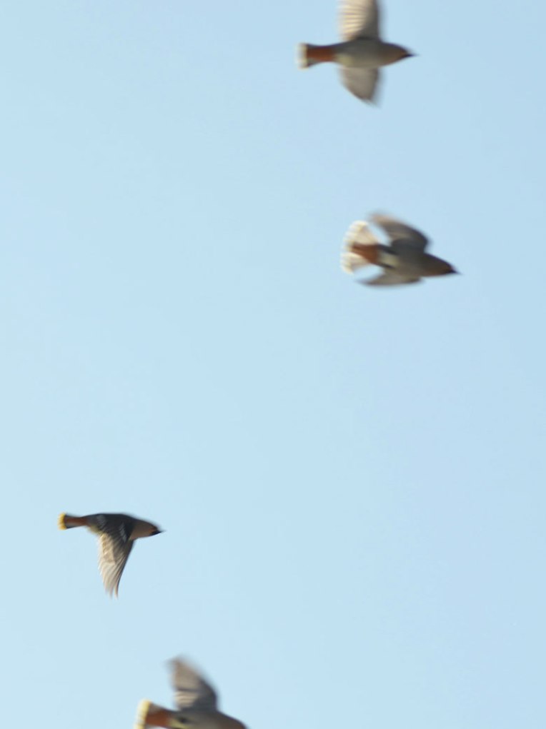 Waxwings5