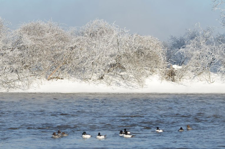 TheRapidsinMarch2_goldeneyes