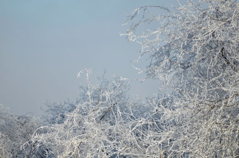 TheRapidsinMarch4_FrostedBranches