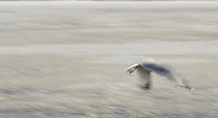 The-Gulls-1