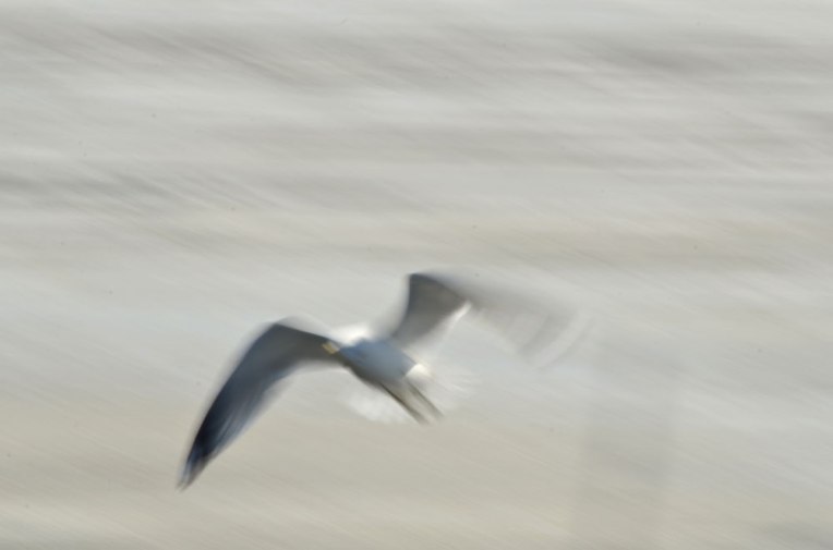 The-Gulls-5