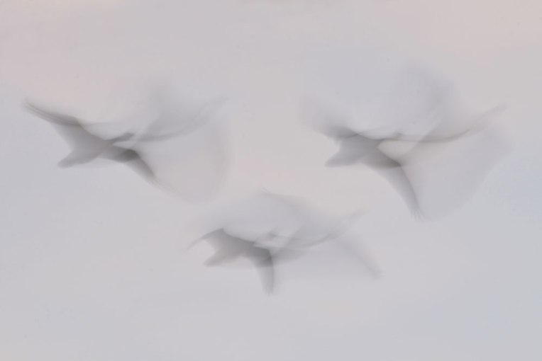 FlightPatterns_Geese1